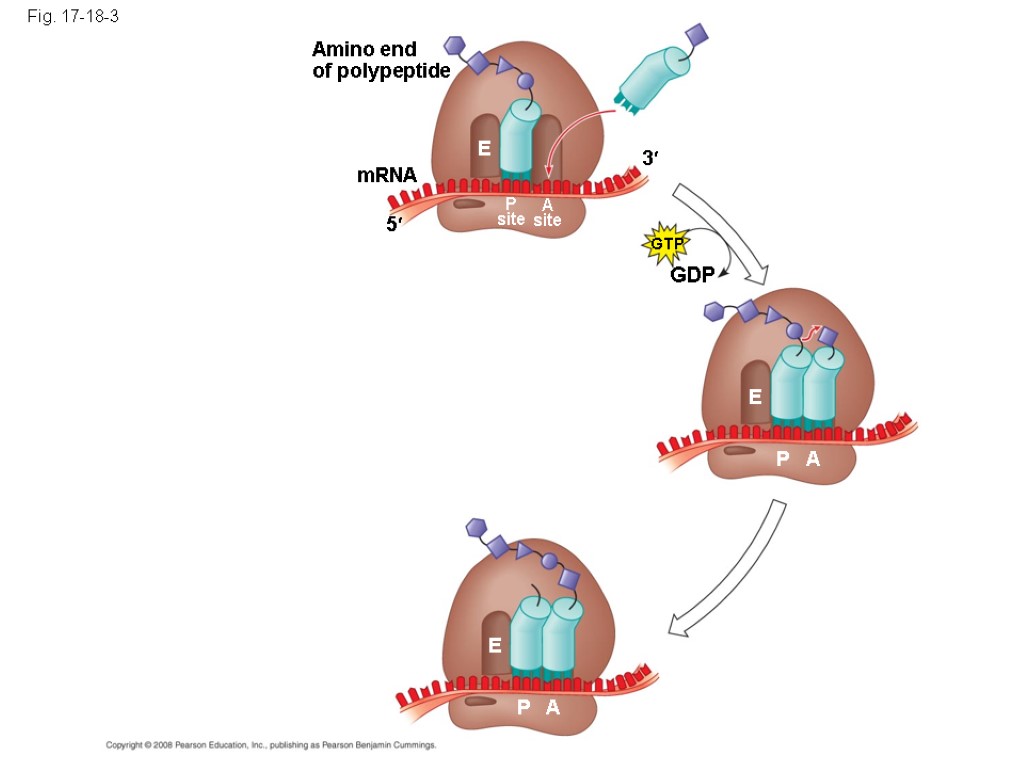 Fig. 17-18-3 Amino end of polypeptide mRNA 5 3 E P site A site